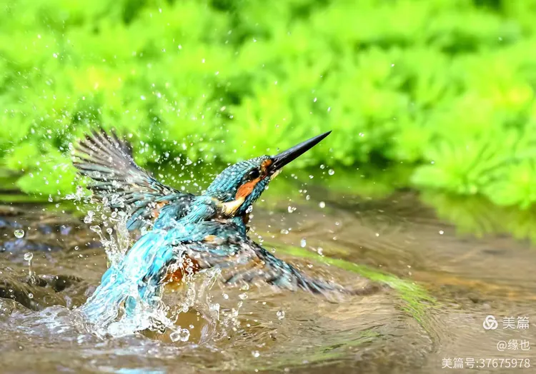 梦境奇缘，化身为鸟，水中捉蛇的神秘之旅